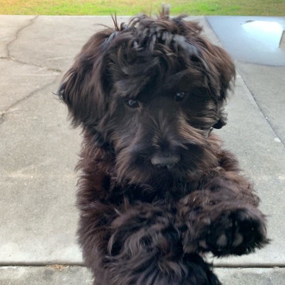 Meet your Posher, Amy - Picture 8 of 9